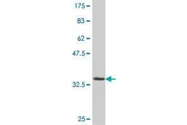 CNTNAP5 antibody  (AA 1062-1160)