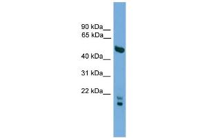 WB Suggested Anti-OMG Antibody Titration:  0.