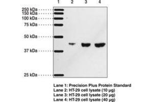 Image no. 1 for anti-Prostaglandin D2 Receptor (PTGDR) antibody (ABIN2451688) (PTGDR antibody)