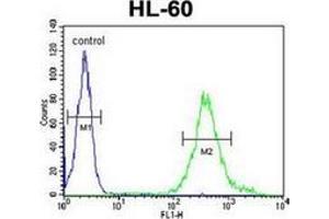 Flow cytometric analysis of HL-60 cells using METT11D1 Antibody (N-term) Cat. (METTL17 antibody  (N-Term))