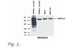Western Blotting (WB) image for anti-Heat Shock Protein 90kDa alpha (Cytosolic), Class A Member 1 (HSP90AA1) (N-Term) antibody (ABIN614807) (HSP90AA1 antibody  (N-Term))