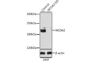 Western blot analysis of extracts from normal (control) and NCOA2 knockout (KO) 293T cells using NCOA2 Polyclonal Antibody at dilution of 1:1000.