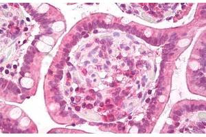 Anti-c-Met antibody IHC staining of human small intestine. (c-MET antibody  (AA 1316-1365))