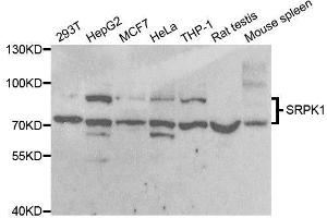 Western blot analysis of extracts of various cell lines, using SRPK1 antibody. (SRPK1 antibody)