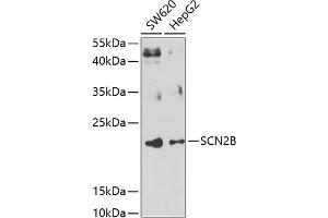 Western blot analysis of extracts of various cell lines, using SCN2B antibody (ABIN6130716, ABIN6147437, ABIN6147438 and ABIN6223657) at 1:1000 dilution. (SCN2B antibody  (AA 30-160))