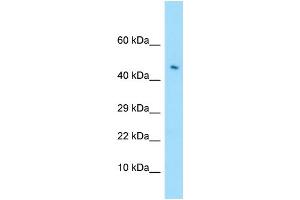 Western Blotting (WB) image for anti-Leukocyte Immunoglobulin-Like Receptor, Subfamily A (With TM Domain), Member 4 (LILRA4) (C-Term) antibody (ABIN2790297)