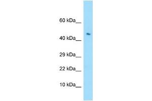 WB Suggested Anti-LILRA4 Antibody Titration: 1. (LILRA4 antibody  (C-Term))