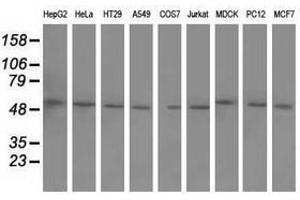 Image no. 2 for anti-Butyrophilin, Subfamily 1, Member A1 (BTN1A1) antibody (ABIN1496992) (BTN1A1 antibody)