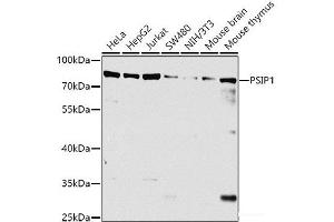 Western blot analysis of extracts of various cell lines using PSIP1 Polyclonal Antibody at dilution of 1:1000.