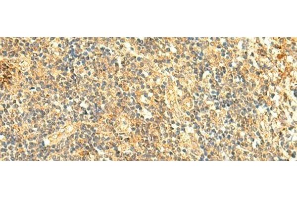 ARL4D antibody