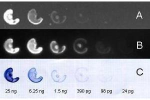 Dot Blot (DB) image for Goat anti-Rabbit IgG (Heavy & Light Chain) antibody (FITC) (ABIN101988)