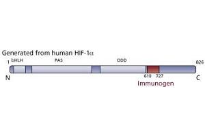 Image no. 3 for anti-Hypoxia Inducible Factor 1, alpha Subunit (Basic Helix-Loop-Helix Transcription Factor) (HIF1A) (AA 610-727) antibody (ABIN968275) (HIF1A antibody  (AA 610-727))