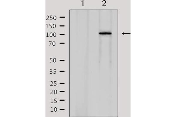 CDCA2 antibody  (Internal Region)