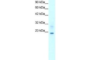 Human HepG2; WB Suggested Anti-CLDN9 Antibody Titration: 2. (Claudin 9 antibody  (C-Term))