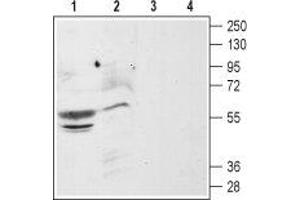Western blot analysis of rat (lanes 1 and 3) and mouse (lanes 2 and 4) brain membranes: - 1,2. (CXCR4 antibody  (Extracellular))