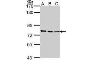 Image no. 1 for anti-DNA Repair Protein Complementing XP-B Cells (ERCC3) (AA 521-712) antibody (ABIN467451) (ERCC3 antibody  (AA 521-712))