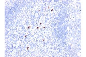 Formalin-fixed, paraffin-embedded human Tonsil stained with Myeloid Specific Monoclonal Antibody (BM-1). (Myeloid Cell Marker (Macrophage / Granulocyte Marker) antibody)
