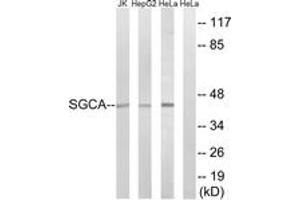 Western blot analysis of extracts from HeLa/HepG2/Jurkat cells, using SGCA Antibody.