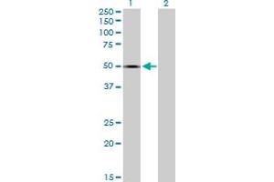 SPOCK1 antibody  (AA 1-439)