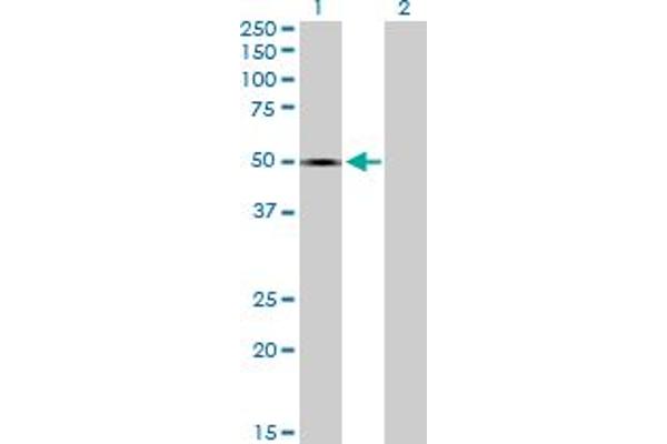 SPOCK1 antibody  (AA 1-439)