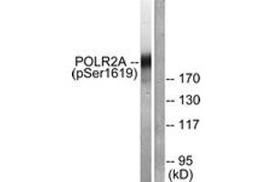 Western blot analysis of extracts from COS7 cells treated with EGF 200ng/ml 30', using POLR2A (Phospho-Ser1619) Antibody. (POLR2A/RPB1 antibody  (pSer1619))