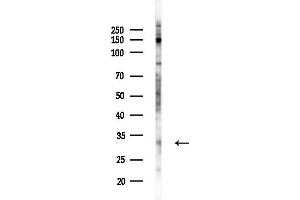 anti-Amino-terminal Enhancer of Split (AES) (N-Term) antibody