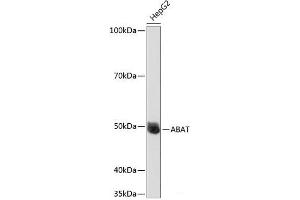 Western blot analysis of extracts of HepG2 cells using ABAT Polyclonal Antibody at dilution of 1:1000. (ABAT antibody)