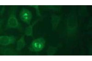 Immunofluorescence (IF) image for anti-Kinesin Family Member 11 (KIF11) (AA 1-1056), (N-Term) antibody (ABIN1449287)