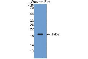 Western Blotting (WB) image for anti-Superoxide Dismutase 1, Soluble (SOD1) (AA 2-154) antibody (ABIN1078538)