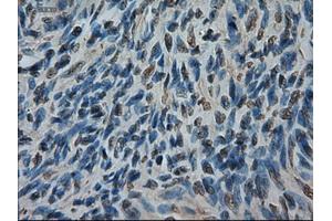 Immunohistochemical staining of paraffin-embedded kidney using anti-AMY2A (ABIN2452539) mouse monoclonal antibody (AMY2A antibody  (AA 300-511))