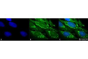 Immunocytochemistry/Immunofluorescence analysis using Rabbit Anti-Hsp60 Polyclonal Antibody (ABIN863185 and ABIN863186). (HSPD1 antibody)