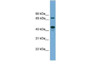 WB Suggested Anti-Zkscan17 Antibody Titration:  0.