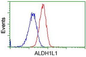Image no. 3 for anti-Aldehyde Dehydrogenase 1 Family, Member L1 (ALDH1L1) antibody (ABIN1496583) (ALDH1L1 antibody)