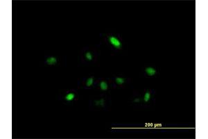 Immunofluorescence of purified MaxPab antibody to ARIH2 on HeLa cell. (ARIH2 antibody  (AA 1-493))