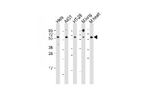 All lanes : Anti-CDC25B Antibody (Center) at 1:1000 dilution Lane 1: Hela whole cell lysate Lane 2: A431 whole cell lysate Lane 3: HT-29 whole cell lysate Lane 4: mouse lung lysate Lane 5: mouse heart lysate Lysates/proteins at 20 μg per lane. (CDC25B antibody  (AA 331-360))