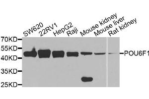 Western blot analysis of extracts of various cell lines, using POU6F1 antibody (ABIN5974401) at 1/1000 dilution. (POU6F1 antibody)