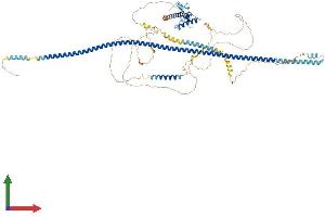 AlphaFold protein structure predicition of Human Recombinant CEP95 Protein, UniprotID Q96GE4 (CEP95 Protein (AA 1-821) (His tag))