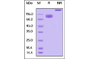 Biotinylated Human LILRB3, Fc,Avitag on  under reducing (R) and ing (NR) conditions.