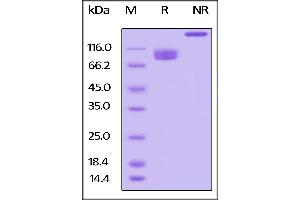 Biotinylated Human LILRB3, Fc,Avitag on  under reducing (R) and ing (NR) conditions. (LILRB3 Protein (AA 24-443) (Fc Tag,AVI tag,Biotin))