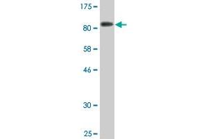 Western Blot detection against Immunogen (81. (TAB1 antibody  (AA 1-504))