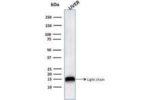 Western Blot Analysis of human Liver tissue lysate using Cathepsin D Mouse Monoclonal Antibody (CTSD/3276). (Cathepsin D antibody  (AA 104-250))