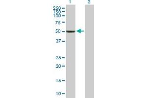 Western Blot analysis of BAG5 expression in transfected 293T cell line by BAG5 MaxPab polyclonal antibody. (BAG5 antibody  (AA 1-447))