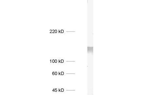 STXBP5L antibody