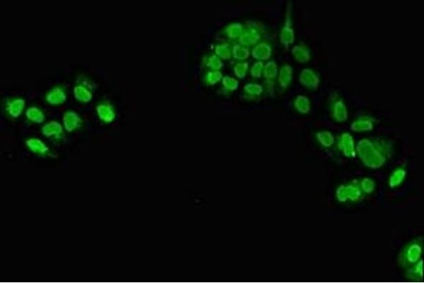 TXNL4A antibody  (AA 1-142)
