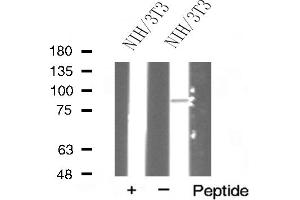 Western Blotting (WB) image for anti-Heat Shock Protein 90kDa alpha (Cytosolic), Class A Member 1 (HSP90AA1) (C-Term) antibody (ABIN6262402)