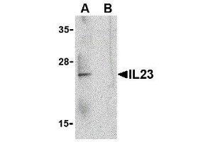 Western Blotting (WB) image for anti-Interleukin 23 (IL23) (C-Term) antibody (ABIN2474990)