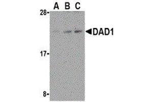 Western Blotting (WB) image for anti-Defender Against Cell Death 1 (DAD1) (C-Term) antibody (ABIN2473225) (DAD1 antibody  (C-Term))