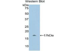 Western Blotting (WB) image for anti-Myosin, Light Chain 1, Alkali, Skeletal, Fast (MYL1) (AA 3-142) antibody (ABIN1859935) (MYL1 antibody  (AA 3-142))