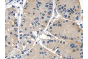DAB staining on IHC-P; Samples: Human Stomach Tissue (NAIP antibody  (AA 923-1148))
