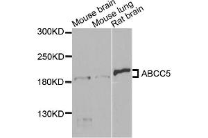 Western blot analysis of extracts of various cell lines, using ABCC5 antibody (ABIN5971551) at 1/1000 dilution.